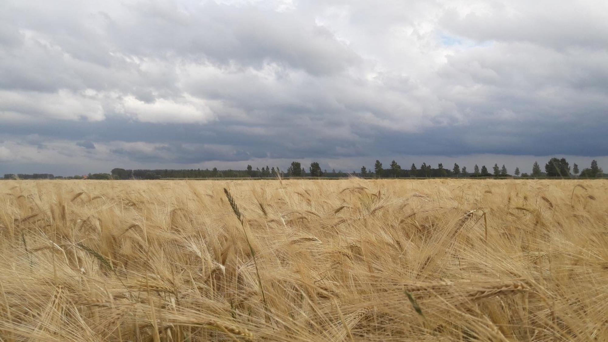 B&B De Hemelse Polder Сінт-Лаурейнс Екстер'єр фото